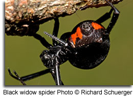 Black widow spider hanging upside down on a surface