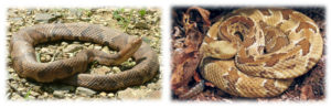 Collage of a Eastern Copperhead and Timber Rattlesnake