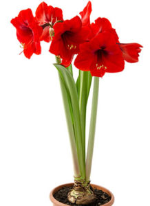 red amaryllis flowers with stalk and bulb in dirt in a flower pot