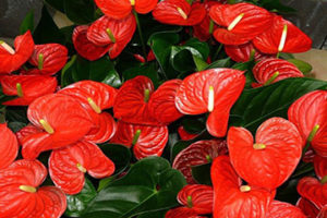 Red anthurium plant