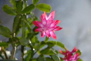 Christmas cactus plant with pink and white flower