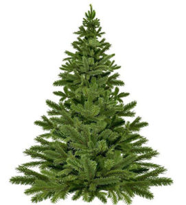 Christmas Tree, undecorated