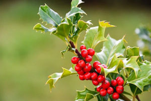 Holly leaves with red berries