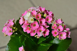 Pink kalanchoe plant with green leaves