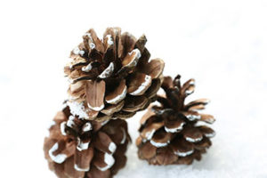 Pinecones with snow on tips