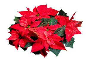 Tow view of red poinsettia with green leaves and glitter sprinkled on top