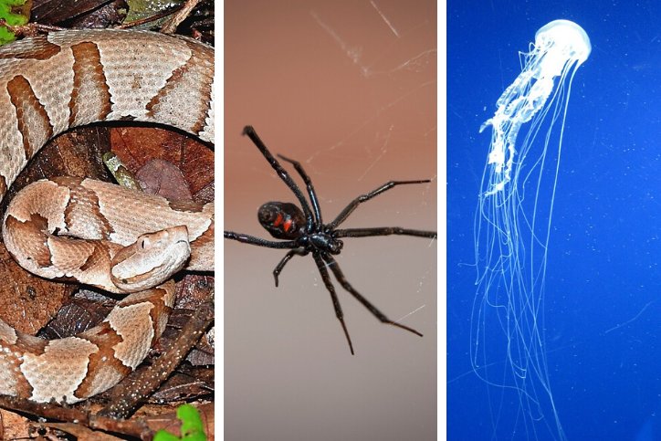 A collage with a copperhead snake, black widow spider, and an Atlantic sea nettle jellyfish