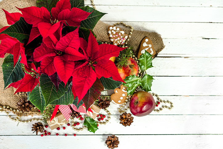 A top view of a holiday spread including a red poinsettia, pinecones, holly leaves and berries, apples, and beads.