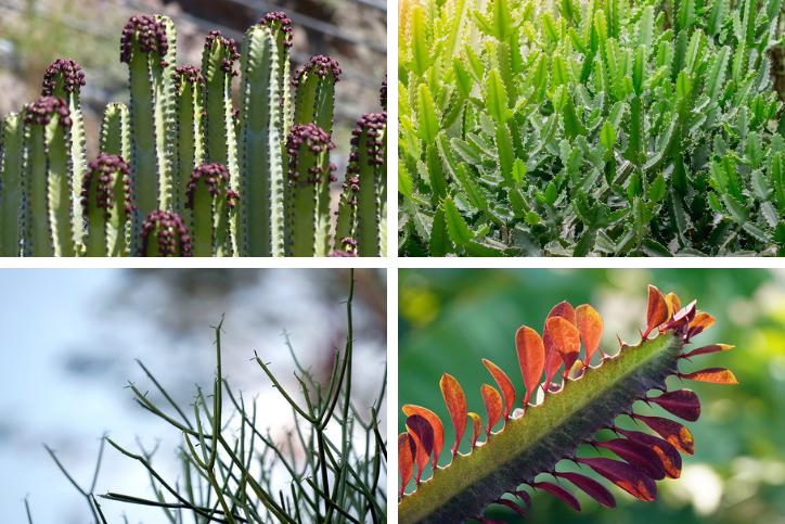 A collage of 4 photos of spurge succulents including the canary island spurge, pencil cactus, cathedral cactus, and malayan spurge tree