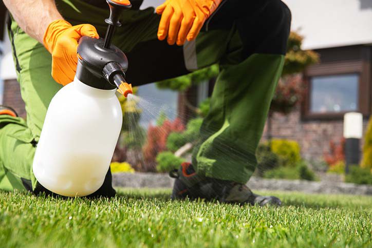 Person spraying weeds in lawn with herbicides