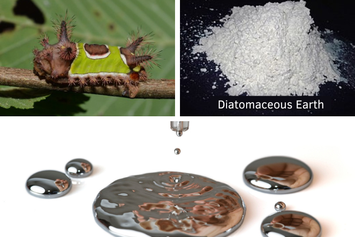 A collage with a saddleback caterpillar, diatomaceous earth, and liquid mercury.