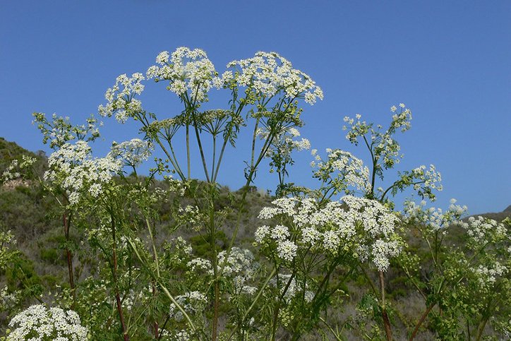 poison hemlock