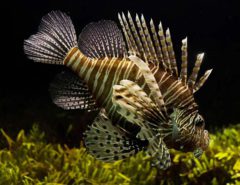 Side view of a Lionfish swimming in tank