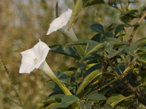 Flowers and leaves of a jimsonweed plant