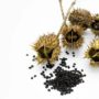 Capsules and seeds of the Jimson weed plant