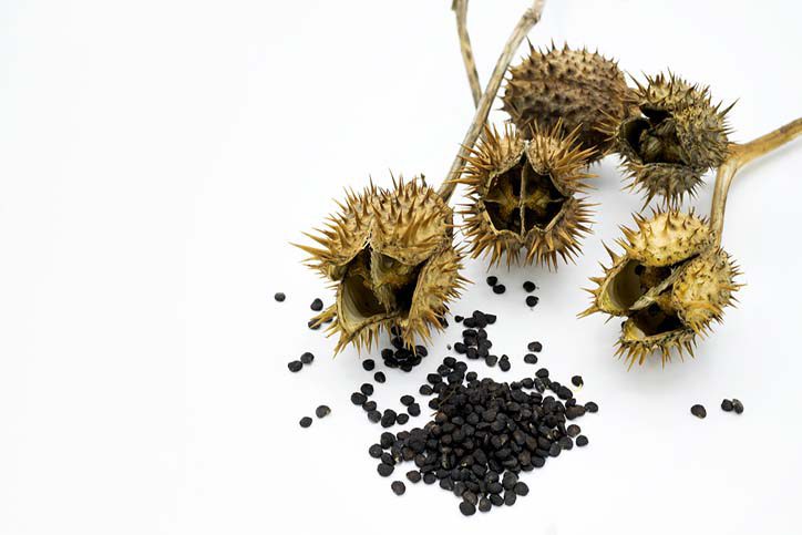 Capsules and seeds of the Jimson weed plant
