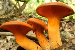 Jack-o'-Lantern Mushroom (Omphalotus illudens) 