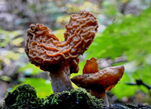 False Morel Mushroom (Gyromitra esculenta)