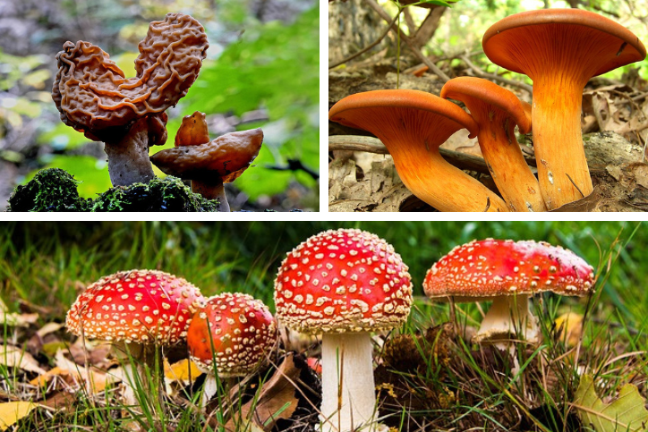 Collage of toxic mushrooms