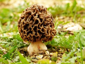 Morel Mushroom (Morchella) 
