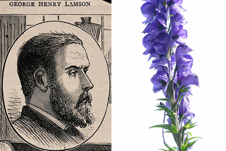 Collage with a portrait sketch of George Henry Lansom on the left and a picture of an aconite plant on the right