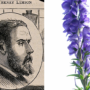 Collage with a portrait sketch of George Henry Lansom on the left and a picture of an aconite plant on the right