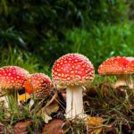 Amanita Mushrooms