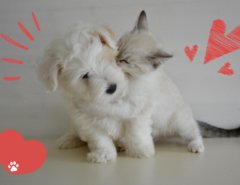 A fluffy white puppy and a light-colored kitten cuddle closely on a light background. The kitten wraps its front legs around the puppy and nuzzles its face. Red illustrated hearts and accent lines surround them, emphasizing affection, with a red heart and white paw print in the corner.