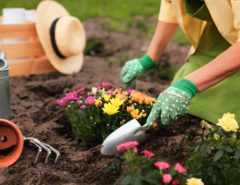 Someone planting a group of flowers in soil wearing gloves and holding a small shovel.